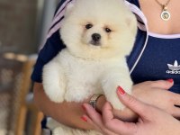 SHOW KALİTE ERKEK POMERANİAN BOO