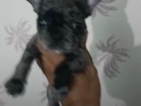 Marley French Bulldog Yavrular Irk Sağlık Garantili