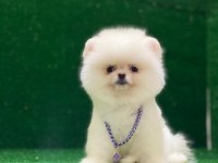 Blacks Petshop Garantisiyle Pomeranian Boo Yavrularımız