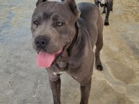 Dost canlısı cane corso bebeklerim