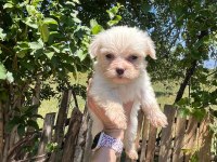 Kar beyaz Maltese Terrier bebekler