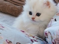 British Longhair Kedisi