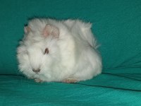 Kapıya Teslim Guinea Pig Setleri