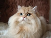 British longhair by1133