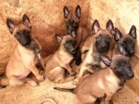 Ruhsatlı köpek çifliğinden malinois yavrular a scrli