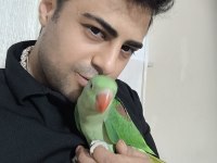 Bebek Alexander İskender Papağanı
