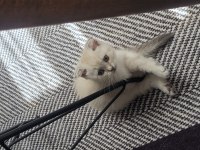 Scottish Shorthair Lynx Tekirdag Süleymanpasa