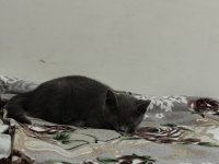 Oyun arkadaşı british shorthair