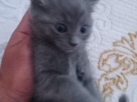 BRİTİSH SHORTHAİR YAVRULARIMIZ SAHİPLENDİRİLECEKTİR