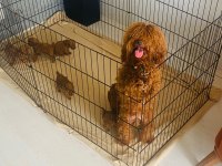 Toy poodle
