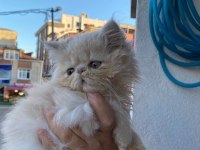Bal küpleri iran kedisi