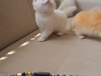 British longhair kaliteli yavrular