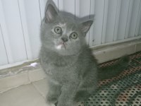 British shorthair yavrular