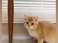 Golden British Shorthair Dişi Aile Arıyor