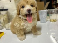 2 Aylık Maltipoo