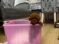 Orjinal Kore Kan Toy Poodle Bebeklerimiz