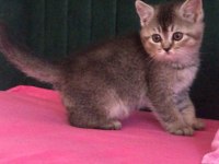 55 günlük yavrular british shorthair