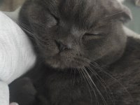 Gri scottish fold