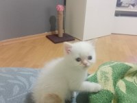 2 aylık red point mavi gözlü exotic shorthair