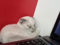 Acil satılık il dişi hönderim yapılır