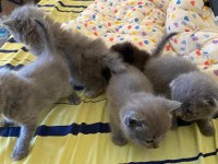 SCOTTİSH VE BRİTİSH 5 ADET YAVRU