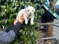 Maltese terrier