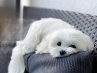 Maltese kızıma ömürlük yuva arıyorum