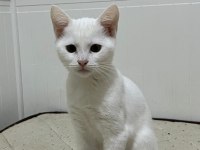 Scottish Fold ACİL YUVA ARANIYOR MAMA KARŞILIĞINDA