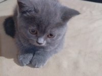 British shorthair ayıcık suratlar
