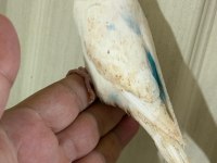31 GÜNLÜK KONUŞTURMALIK BEBEK MUHABBET KUŞU