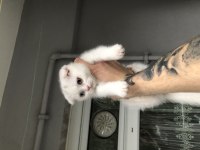 Scottish fold çift göz renkli