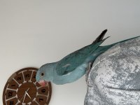 EVCİL BEBEK PAKİSTAN PAPAĞANI