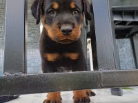 Rottweiler yavrularımız