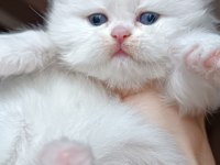 British longhair shorthair yavrular