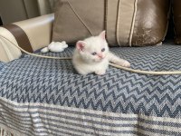 İki adet british shorthair 2 aylık yavru