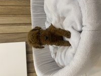 Sağlık ve ırk garantili show kalite poodle patilerim