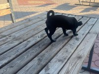 Yavru dişi şivava cinsi köpeğimiz
