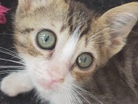KARGA YUVA ARIYOR TEKİR KEDİMİZ