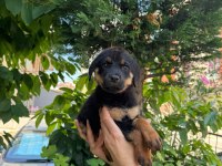 Mağazamızdan Macar Rottweiler Yavruları Sizlerle