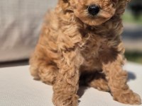 Poodle Çıftliğinden Red Brown Toy Poodle Bebeklerimiz 