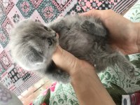 3 aylık yavru scottish fold