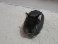 Safkan black otter cüce tavşan yavrular