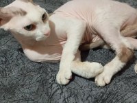 Sphynx kedimiz