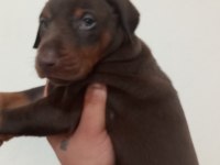 KALİTELİ KİNG DOBERMAN YAVRULAR