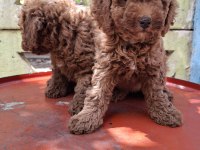 0 VE 1 NUMARA TOY POODLE BEBEKLER