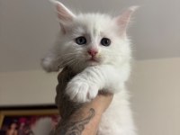 Safkan full scrli beyaz aslan maine coon yavruları