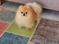 Pomeranian köpeğimiz aslan vizyona girdi