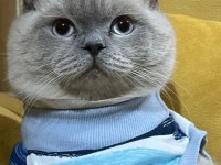 Mama karşılığı british shorthair
