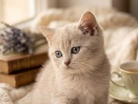 British Shorthair Lilac Gold Dişi Yavru