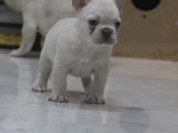 Kaliteli French Bulldog Yavrular